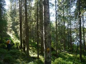 Der Weg ist schlecht markiert