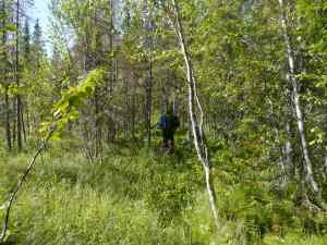 Der Weg ist schwierig zu finden und führt durchs Dickicht...