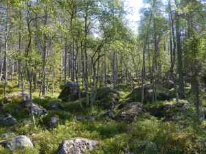 Viele Steine sind schlecht zu erkennen