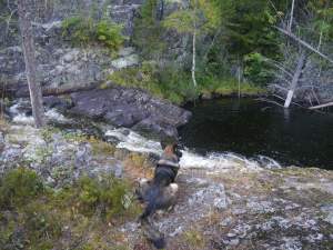 Queeny beobachtet die Bachforellen